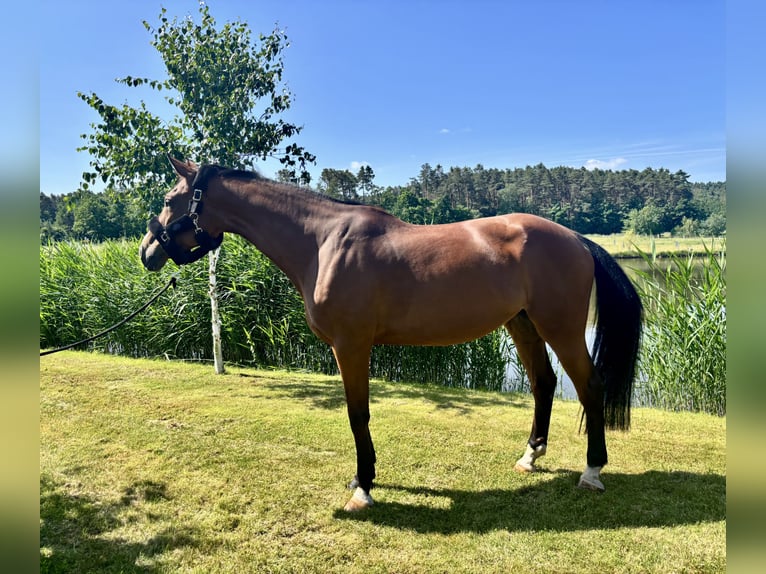 Westphalian Mare 9 years 16,3 hh Brown in Weisendorf