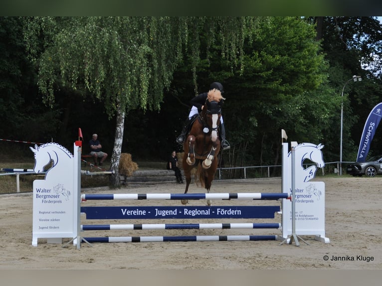 Westphalian Mare 9 years 16,3 hh Chestnut-Red in Lahntal