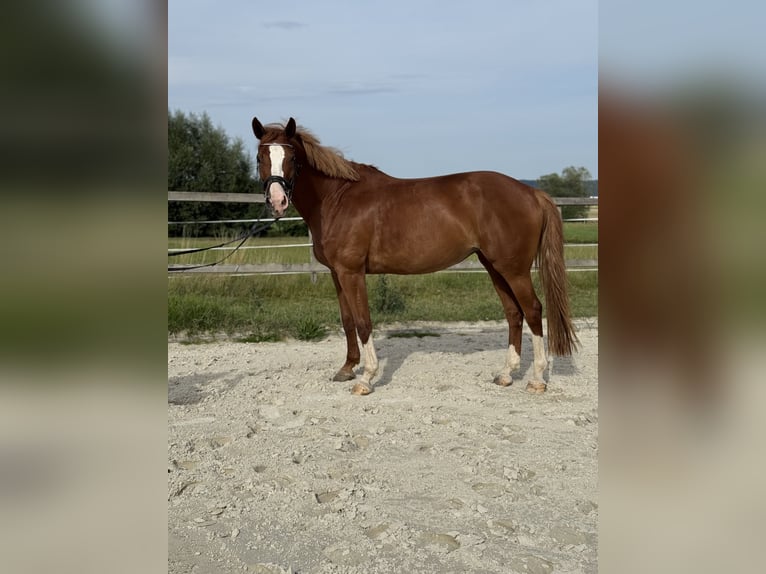 Westphalian Mare 9 years 16,3 hh Chestnut-Red in Lahntal