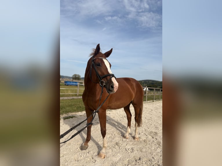 Westphalian Mare 9 years 16,3 hh Chestnut-Red in Lahntal