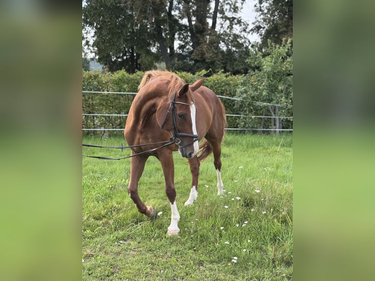 Westphalian Mare 9 years 16,3 hh Chestnut-Red in Lahntal