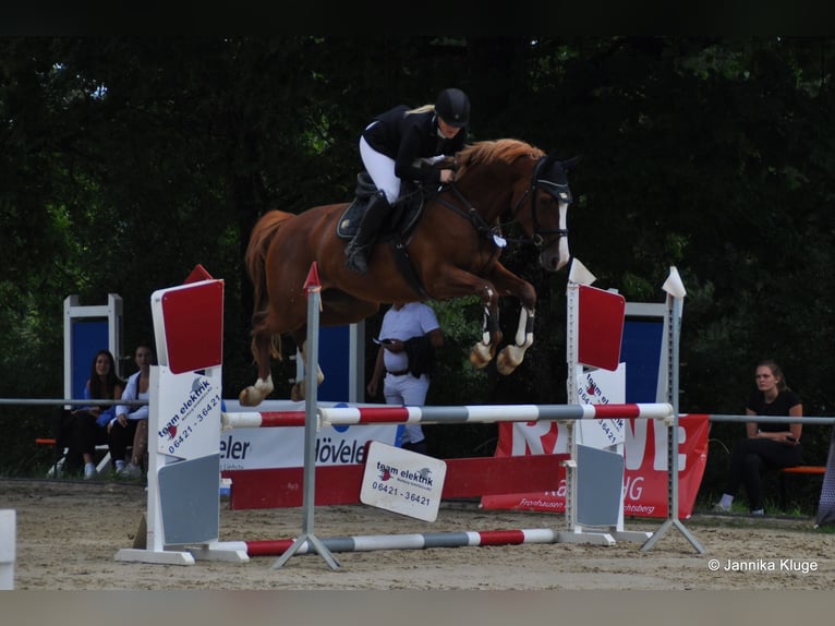 Westphalian Mare 9 years 16,3 hh Chestnut-Red in Lahntal