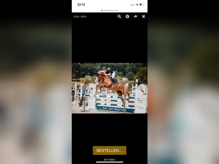 Westphalian Mare 9 years 16,3 hh Chestnut-Red in Lahntal
