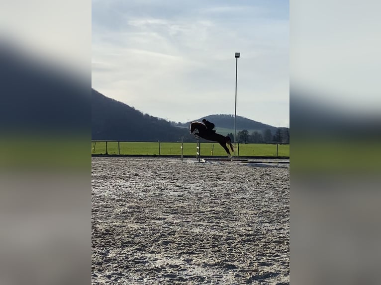 Westphalian Mare 9 years 16,3 hh Chestnut-Red in Lahntal