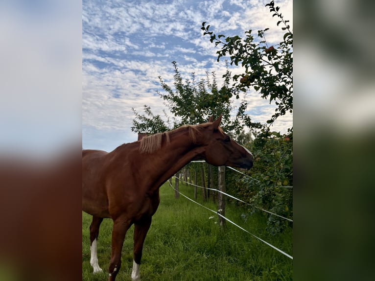 Westphalian Mare 9 years 16,3 hh Chestnut-Red in Lahntal