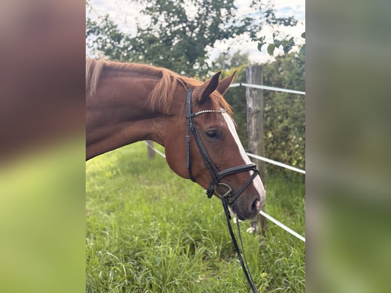Westphalian Mare 9 years 16,3 hh Chestnut-Red in Lahntal