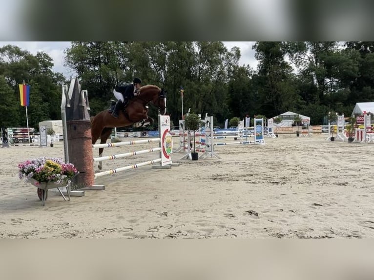 Westphalian Mare 9 years 16,3 hh Chestnut-Red in Lahntal