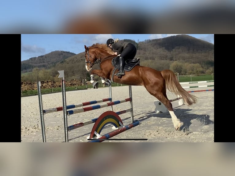 Westphalian Mare 9 years 16,3 hh Chestnut-Red in Lahntal