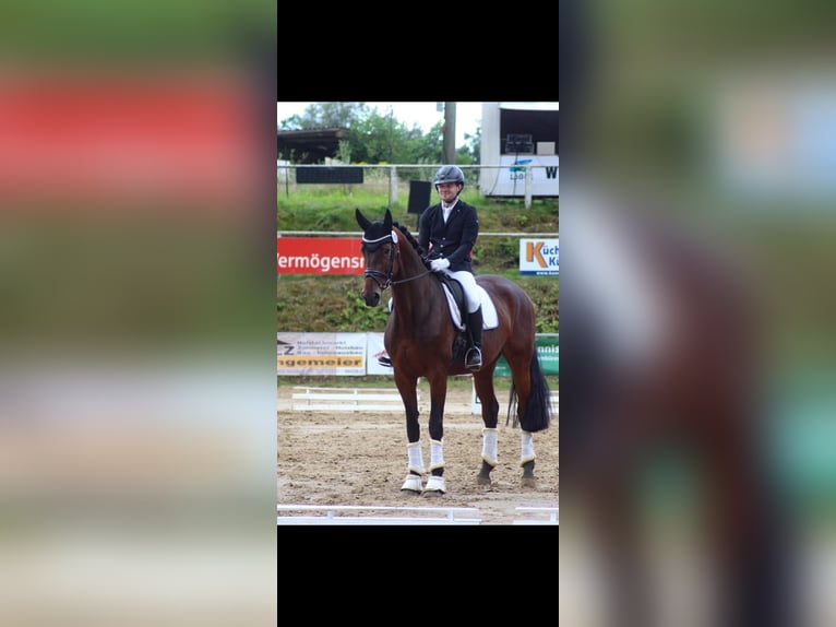 Westphalian Mare 9 years 17,1 hh Brown in Ibbenbüren