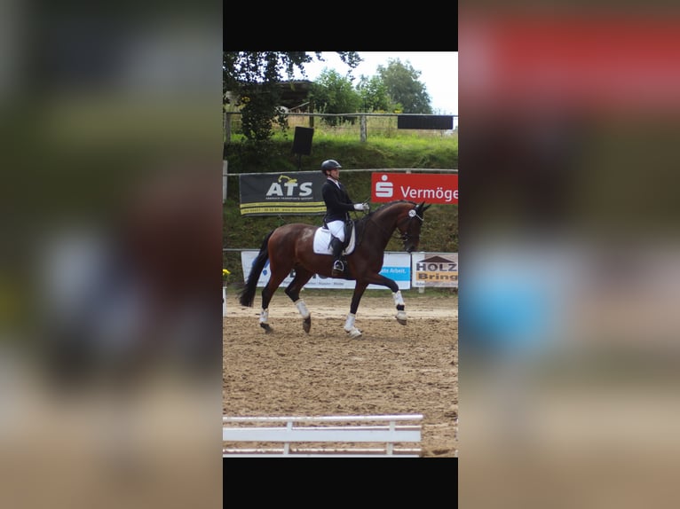 Westphalian Mare 9 years 17,1 hh Brown in Ibbenbüren