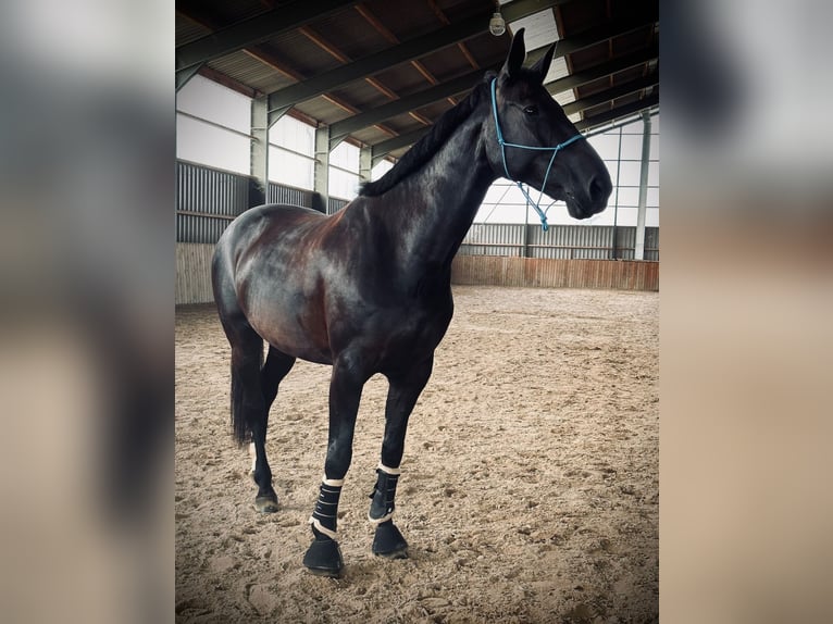 Westphalian Mare 9 years 17 hh Black in Mechernich