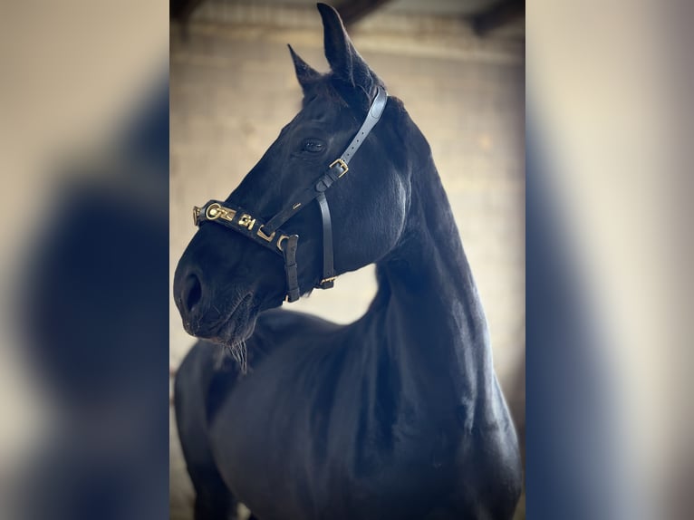 Westphalian Mare 9 years 17 hh Black in Mechernich