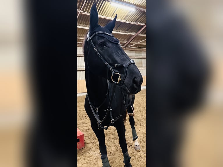 Westphalian Mare 9 years 17 hh Black in Mechernich