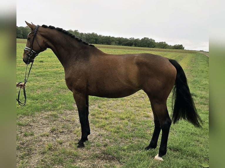Westphalian Mare 9 years 17 hh Brown in R&#xF6;ttingen