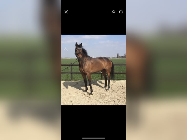 Westphalian Mare 9 years 17 hh Brown in Elsdorf