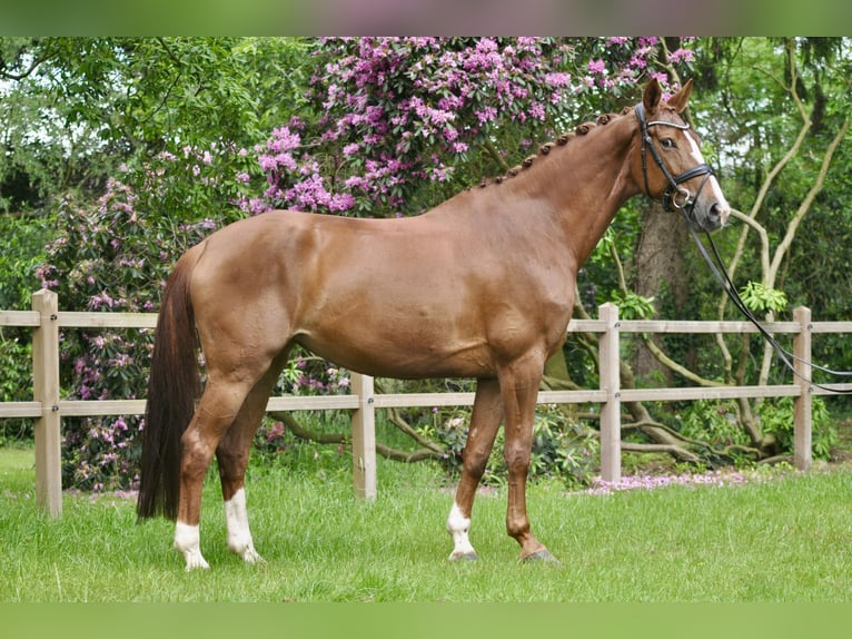 Westphalian Mare 9 years 17 hh Chestnut-Red in Bersenbr&#xFC;ck