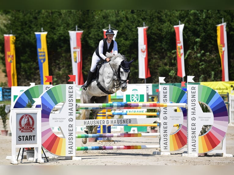 Westphalian Mare 9 years 17,2 hh Grey in Stattegg