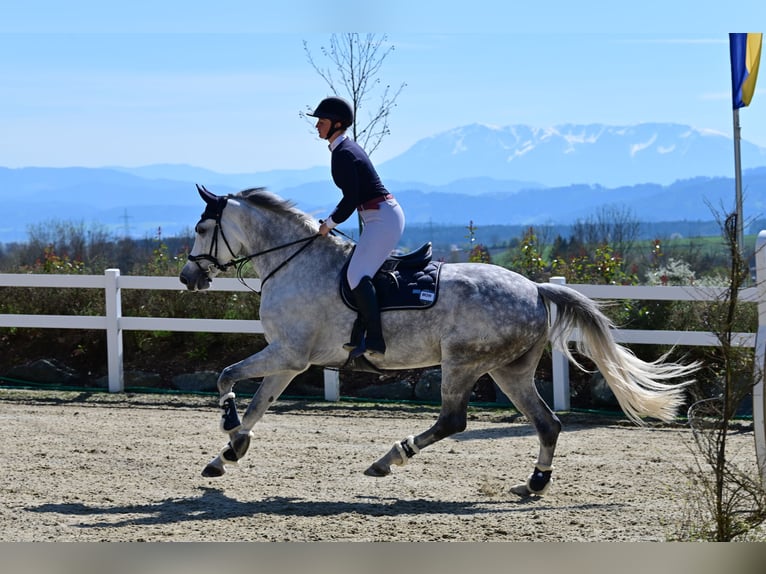 Westphalian Mare 9 years 17,2 hh Grey in Stattegg