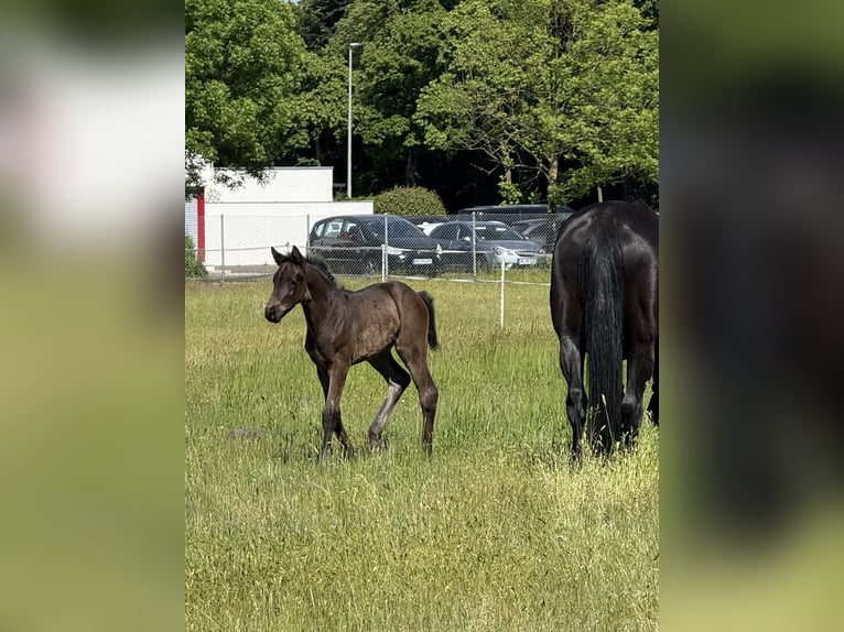 Westphalian Mare Foal (04/2025) 13,2 hh Bay-Dark in Bad Lippspringe