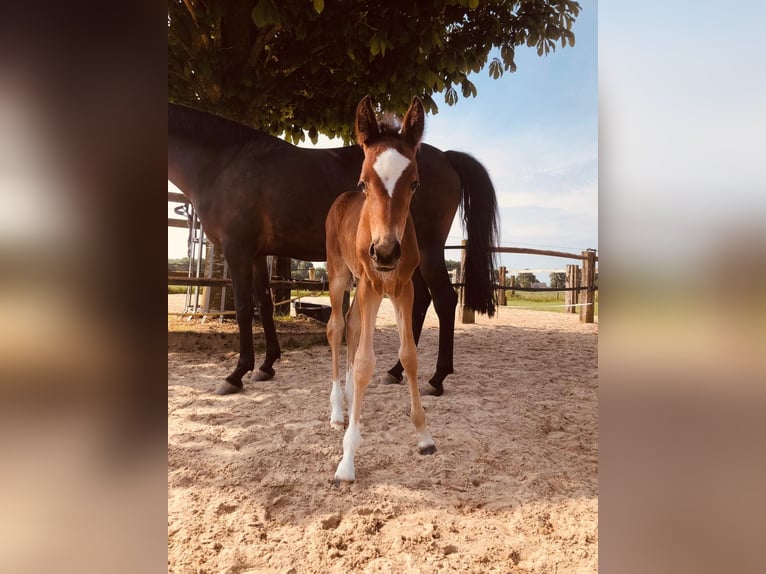 Westphalian Mare  14,2 hh Brown in Andervenne