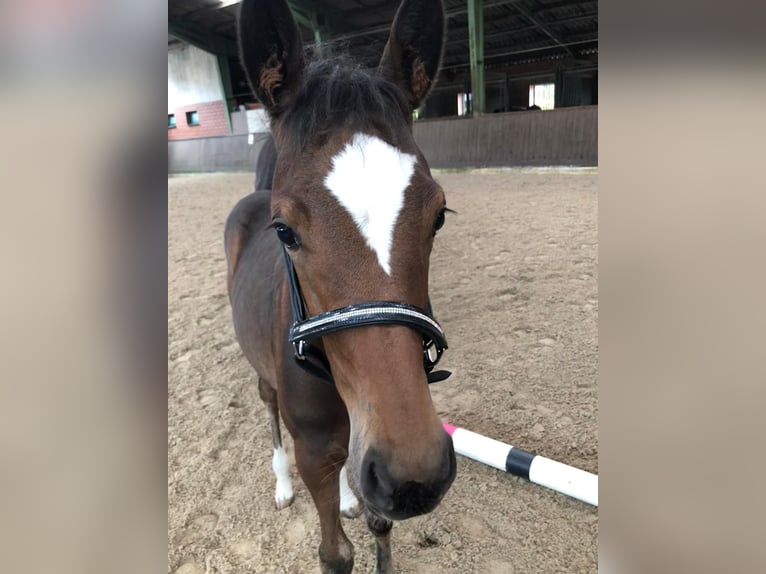 Westphalian Mare  14,2 hh Brown in Andervenne