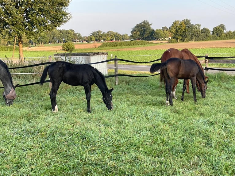 Westphalian Mare Foal (03/2024) 16,1 hh Bay-Dark in Ennigerloh