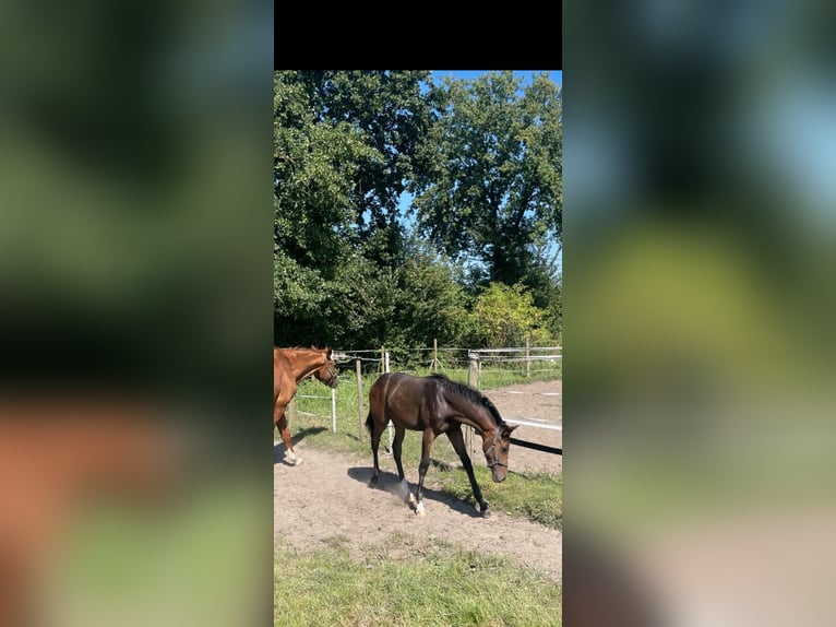 Westphalian Mare Foal (03/2024) 16,1 hh Bay-Dark in Ennigerloh