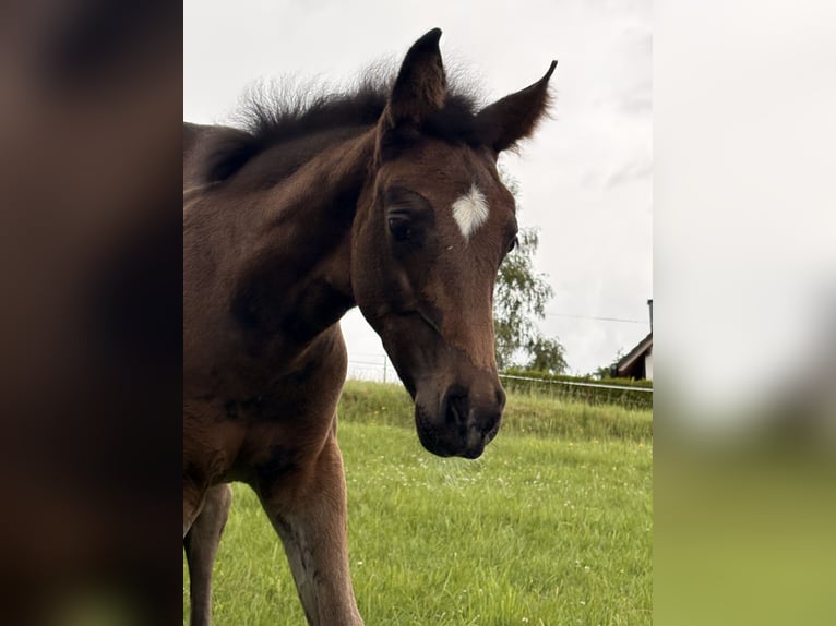 Westphalian Mare Foal (04/2026) 16.1 hh Bay-Dark in Freudenberg