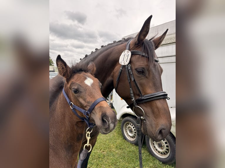 Westphalian Mare Foal (04/2026) 16.1 hh Bay-Dark in Freudenberg
