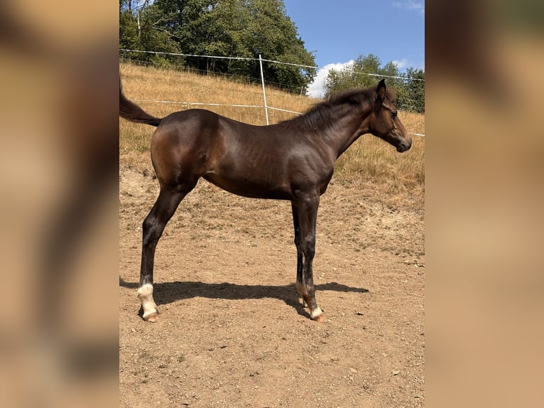 Westphalian Mare Foal (04/2026) 16.1 hh Bay-Dark in Freudenberg