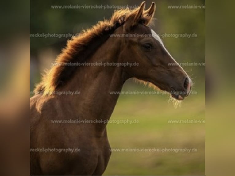 Westphalian Mare Foal (04/2025) 16,1 hh Chestnut in B&#xFC;nde