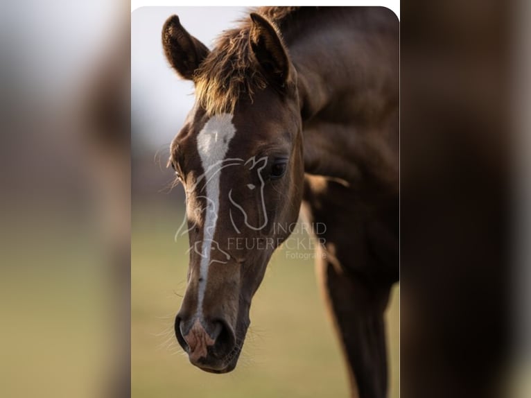 Westphalian Mare Foal (04/2025) 16,1 hh Chestnut in B&#xFC;nde