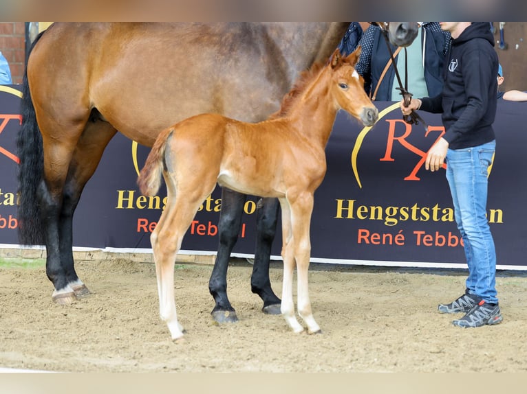 Westphalian Mare Foal (05/2026) 16.1 hh Chestnut in Emsdetten