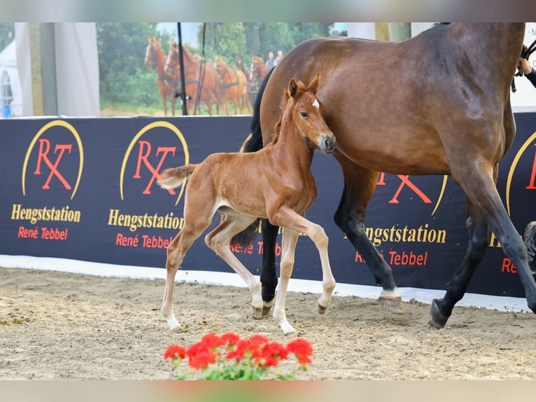 Westphalian Mare Foal (05/2026) 16.1 hh Chestnut in Emsdetten