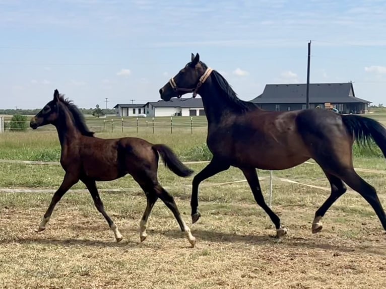 Westphalian Mare Foal (05/2024) 16,1 hh Smoky-Black in Cashion