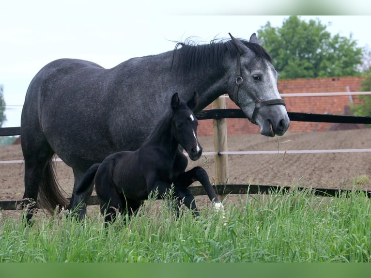 Westphalian Mare Foal (05/2024) 16,1 hh Smoky-Black in Ennigerloh