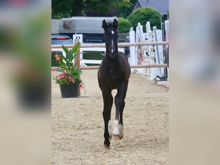 Westphalian Mare Foal (05/2024) 16,1 hh Smoky-Black in Ennigerloh