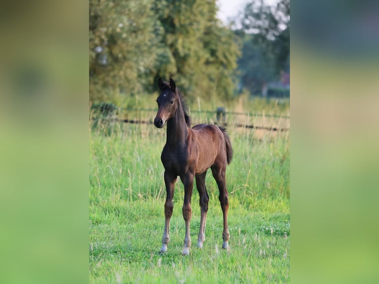 Westphalian Mare Foal (05/2024) 16,2 hh Bay-Dark in Lippstadt