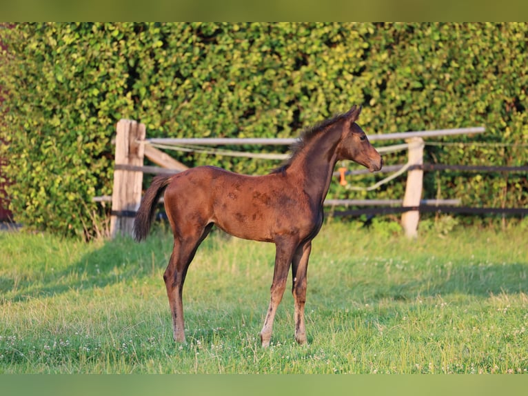 Westphalian Mare Foal (05/2024) 16,2 hh Bay-Dark in Lippstadt