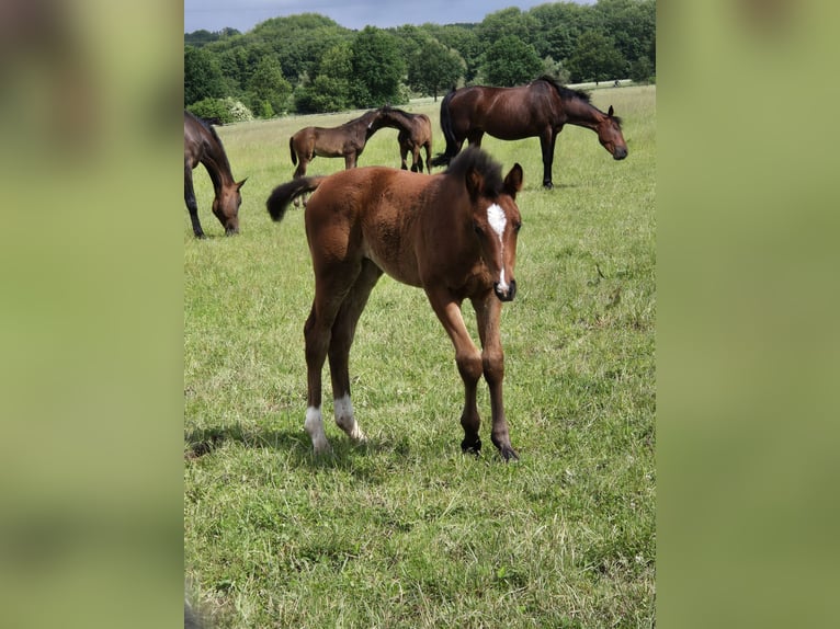 Westphalian Mare Foal (04/2024) 16,2 hh Bay-Dark in Iserlohn