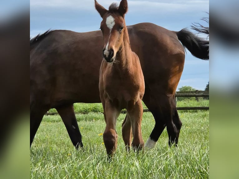 Westphalian Mare Foal (04/2024) 16,2 hh Bay-Dark in Iserlohn