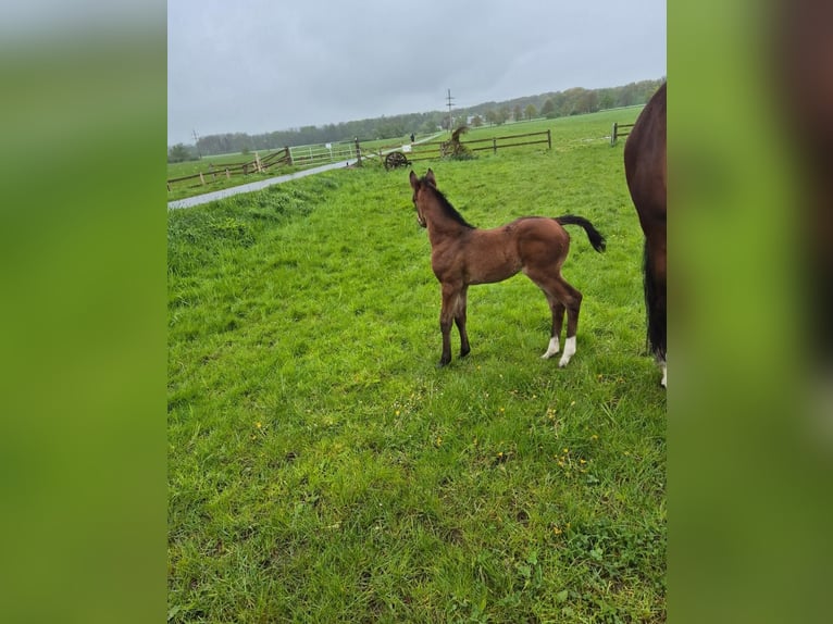 Westphalian Mare Foal (04/2024) 16,2 hh Bay-Dark in Iserlohn