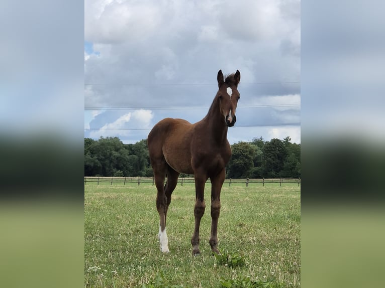 Westphalian Mare Foal (04/2024) 16,2 hh Bay-Dark in Iserlohn