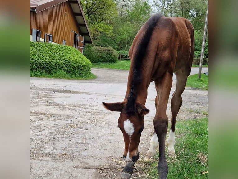 Westphalian Mare Foal (04/2024) 16,2 hh Bay-Dark in Iserlohn