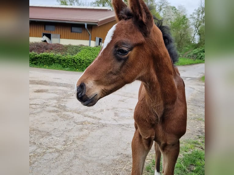 Westphalian Mare Foal (04/2024) 16,2 hh Bay-Dark in Iserlohn