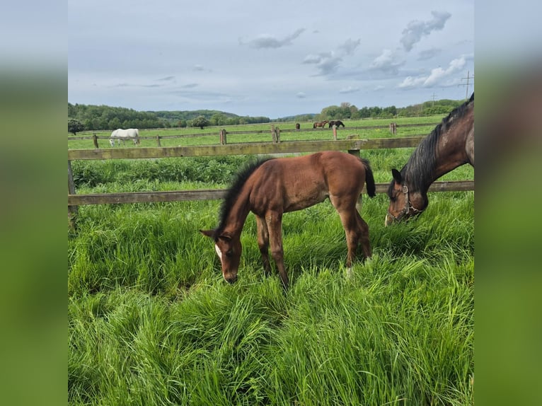 Westphalian Mare Foal (04/2024) 16,2 hh Bay-Dark in Iserlohn