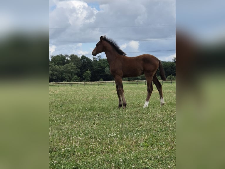 Westphalian Mare Foal (04/2024) 16,2 hh Bay-Dark in Köthen