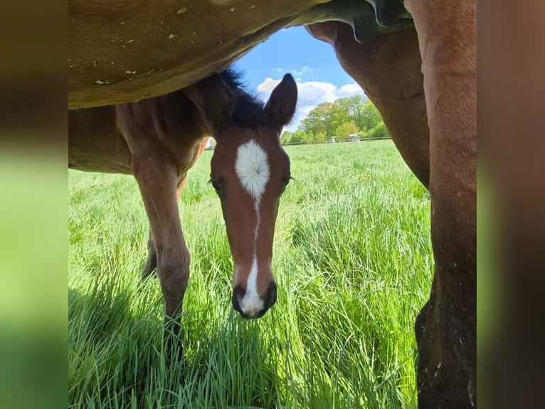 Westphalian Mare Foal (04/2024) 16,2 hh Bay-Dark in Köthen