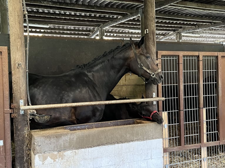 Westphalian Mare Foal (04/2024) 16,2 hh Black in Olfen