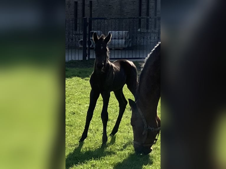 Westphalian Mare Foal (03/2026) 16.2 hh Black in Unna